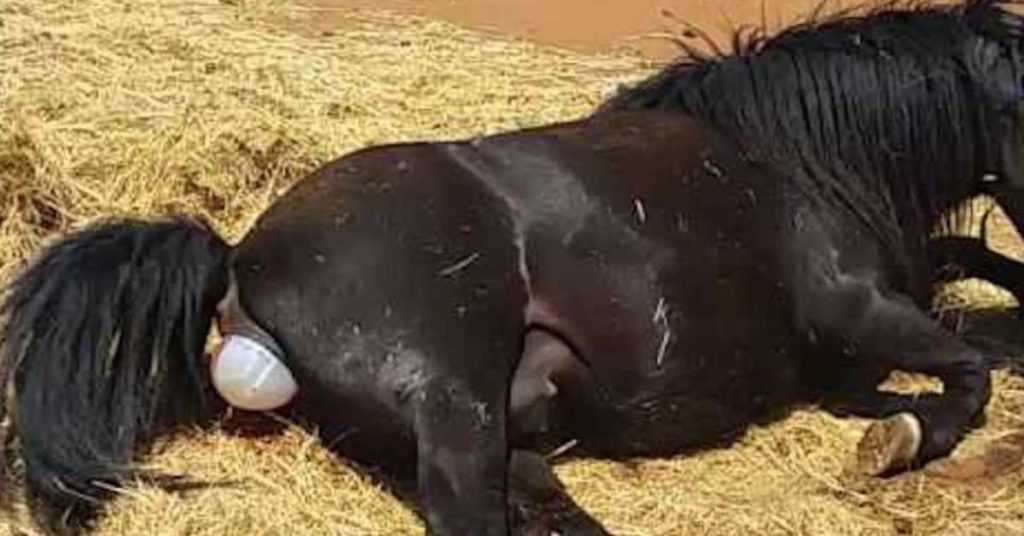 Продолжительность беременности у лошадей