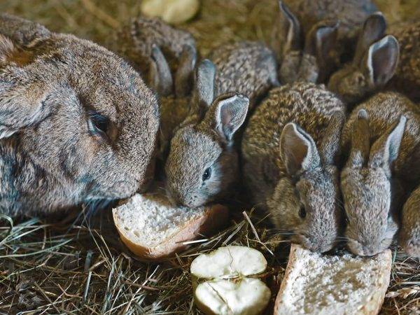 Можно ли кормить кроликов хлебом? хлеб кролям: польза или вред?