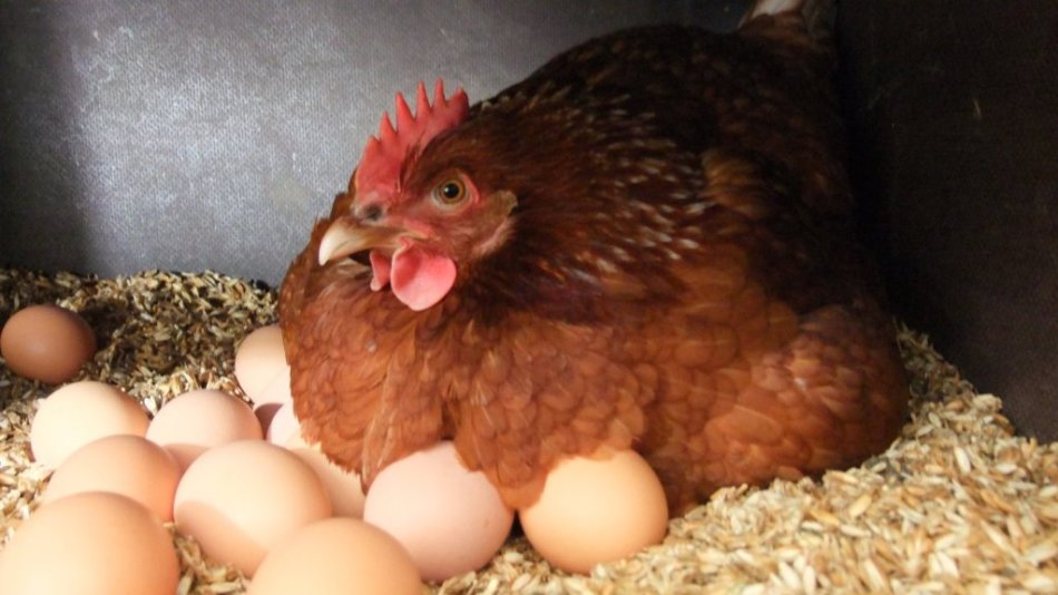 Что нужно делать, чтобы курица села высиживать яйца и в каком возрасте её можно посадить