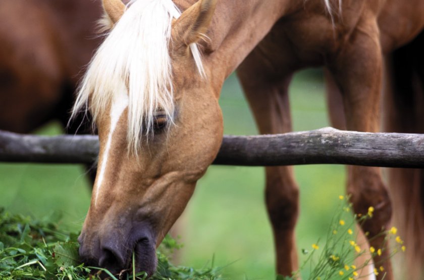 Корм для лошадей: виды, рецепты, рацион питания