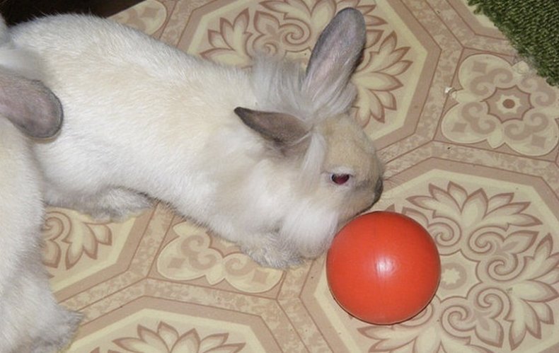 Как играть с кроликом — дрессировка декоративного кролика в домашних условиях