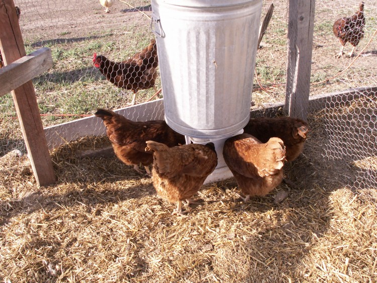 Чем кормить цыплят с первых дней жизни в домашних условиях