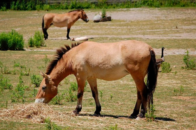 Интересные факты о лошадях пржевальского, их фото и видео