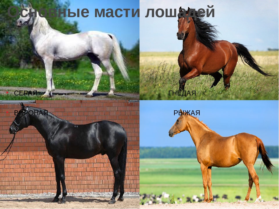 Масти лошадей с фотографиями, названиями и описанием