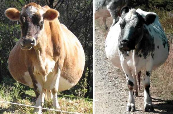 Сколько месяцев корова ходит беременная: продолжительность