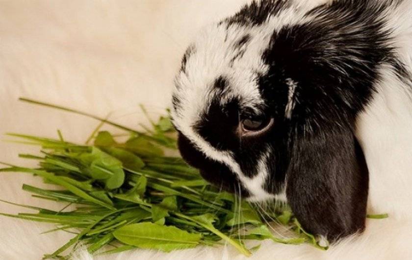 Чем можно и нельзя кормить декоративного кролика в домашних условиях