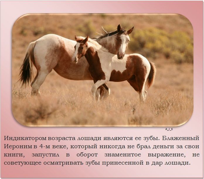 Лошади: описание, отличительные особенности, виды, иппотерапия