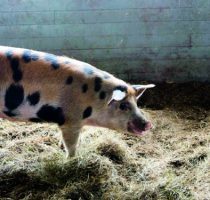 Болезнь тешена свиней: симптомы, диагностика, профилактика и лечение