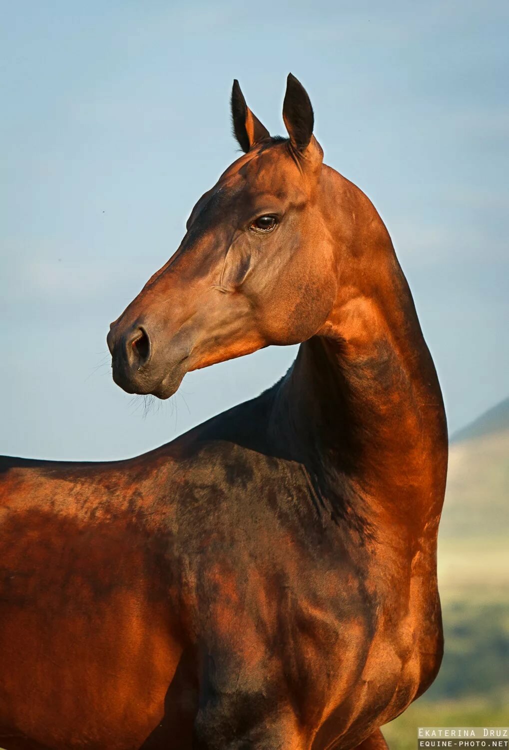 Ахалтекинская лошадь: использование и особенности разведения — cельхозпортал