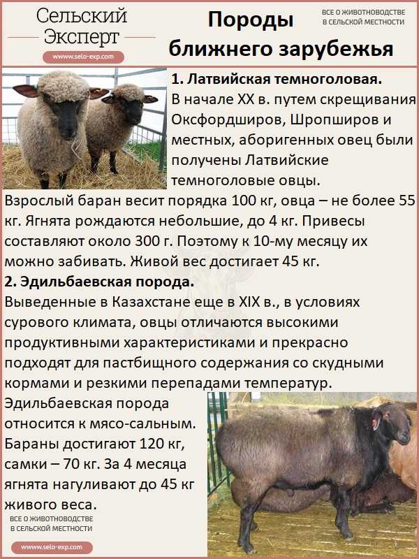 Романовская порода овец: характеристика, содержание, цена, фото