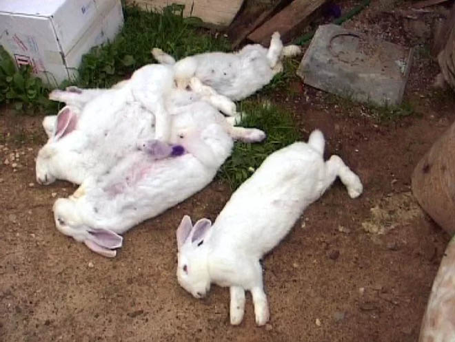 Почему погибают и дохнут кролики: причины