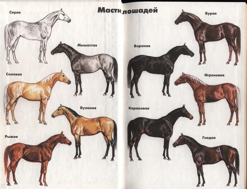 Масти лошадей (49 фото): черный и серый, рыжий и коричневый, изабелловый и другие варианты окраса