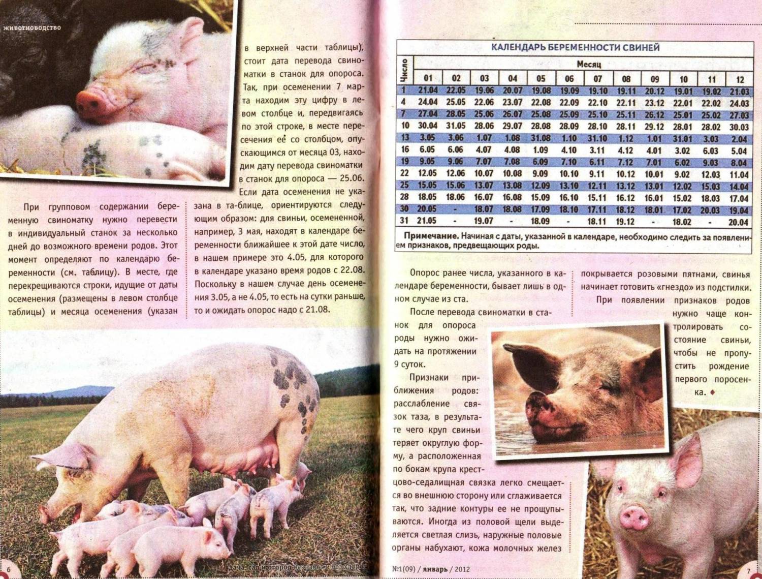 Опорос свиней — подготовка к процедуре, особенности ухода, разведения и 105 фото выращивания