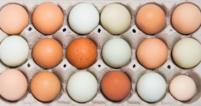 От чего зависит цвет скорлупы куриного яйца: обзор причин