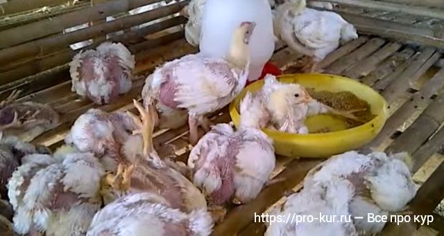Болезни цыплят бройлеров: симптомы и лечение, как лечить бройлерного цыпленка