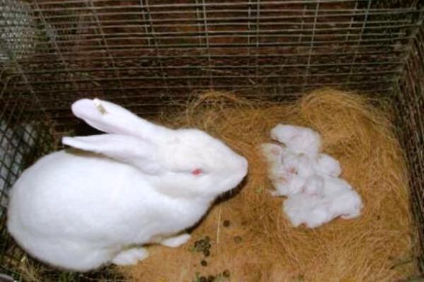 Ложная беременность у кроликов: как выявить и что делать?