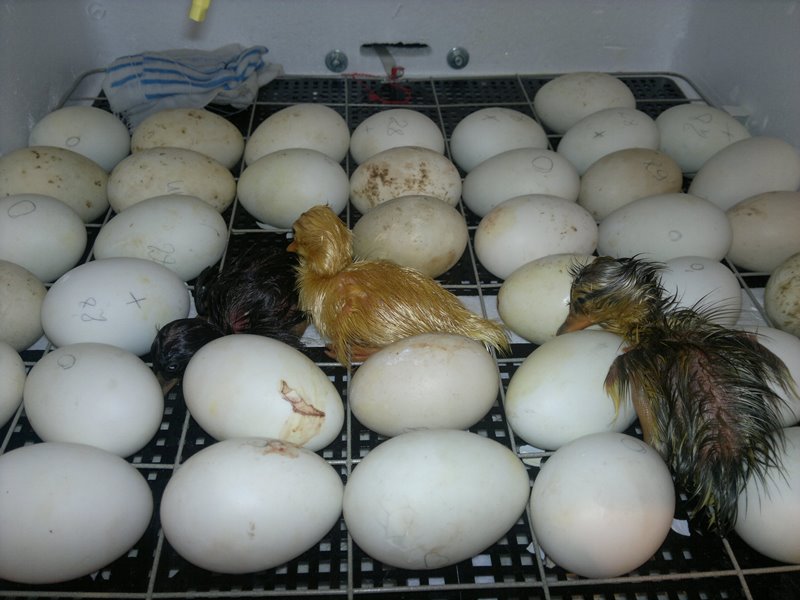Инкубация фазанов в инкубаторе