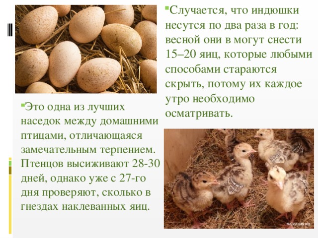 Сколько дней высиживает яйца индюшка в домашних условиях - дневник садовода amparagroup.ru