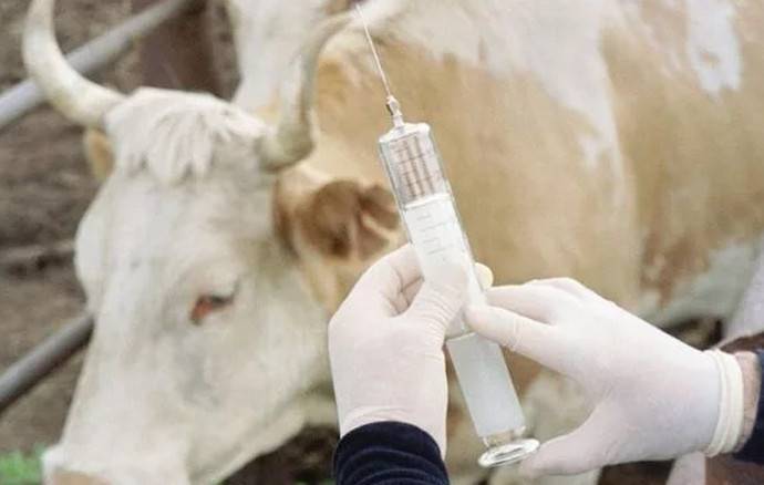 Почему молоко пахнет коровой и как повысить его жирность?