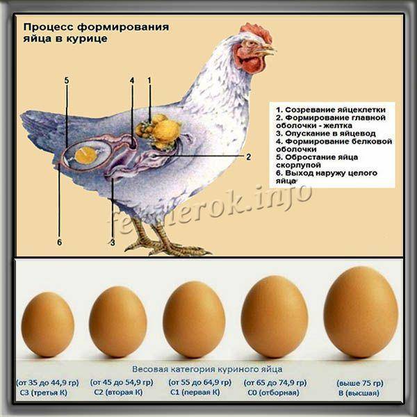 Почему куры не несут яйца и что делать для повышения их яйценоскости?