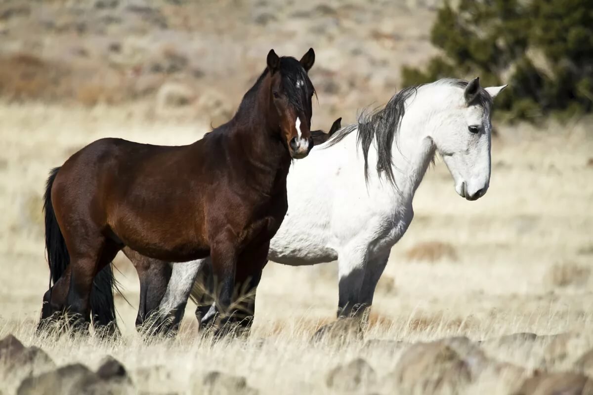 Кигер-мустанг — прекрасная и благородная порода лошадей | мои лошадки