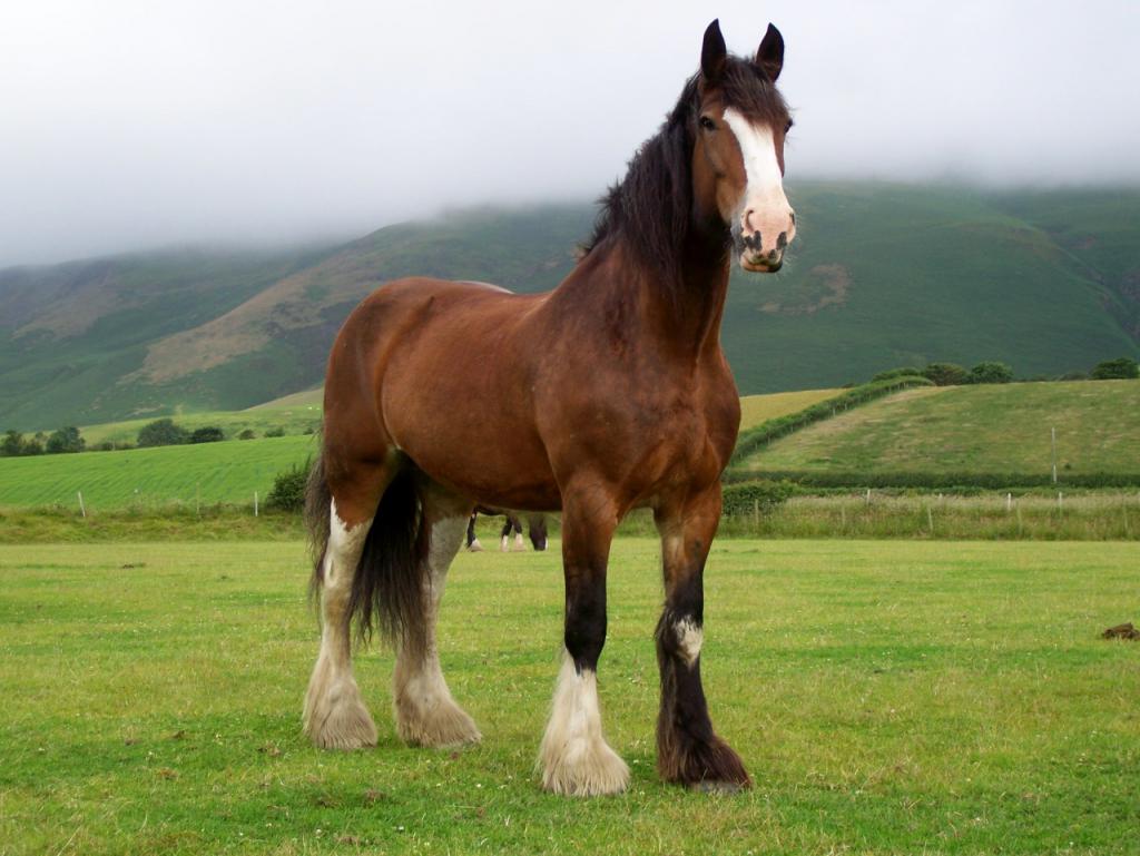 Самые красивые лошади, породистые и редкие виды, описание пород