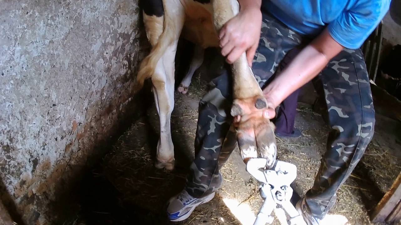 ✅ как лечить болезни копыт у коров (хромота и прочие признаки заболеваний) - tehnomir32.ru
