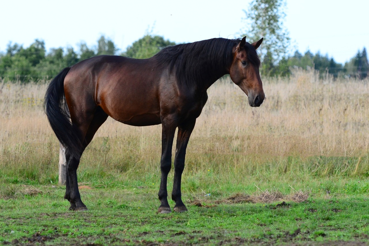 Масти лошадей: название, описание, фотографии гнедой лошади и других