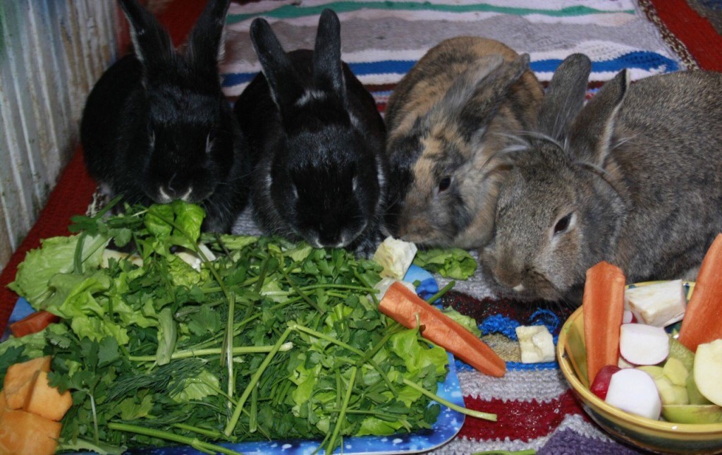 Чем кормить кроликов в домашних условиях: советы для начинающих, видео