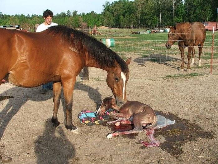 Все о беременности и родах у лошадей