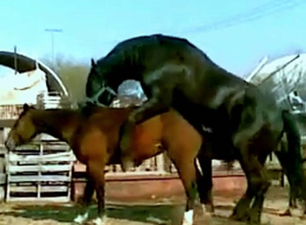 Беременность у лошадей: сроки, определение жеребости и роды
