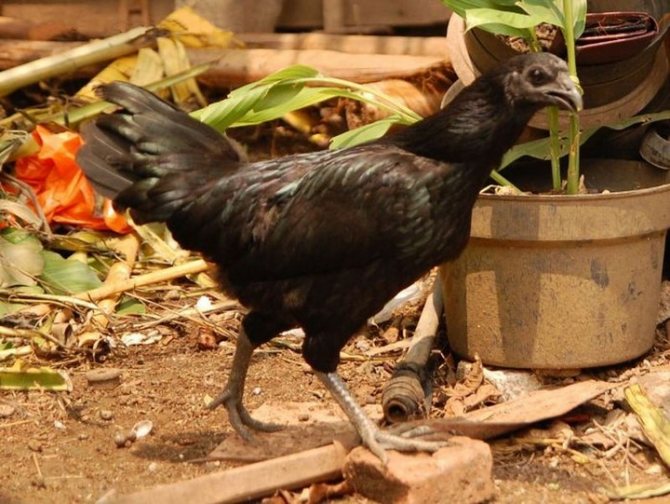 ✅ о породах черного и черно белого петуха (петух индонезийский), какие бывают виды - tehnomir32.ru