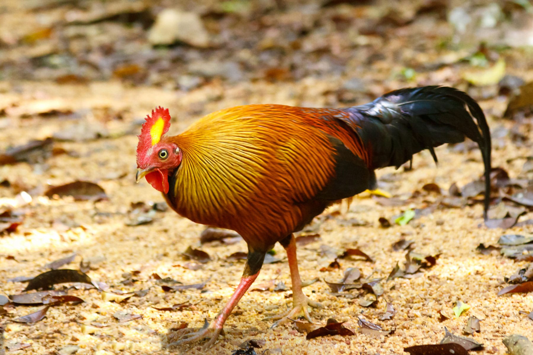 Банкивская джунглевая курица — обзор породы