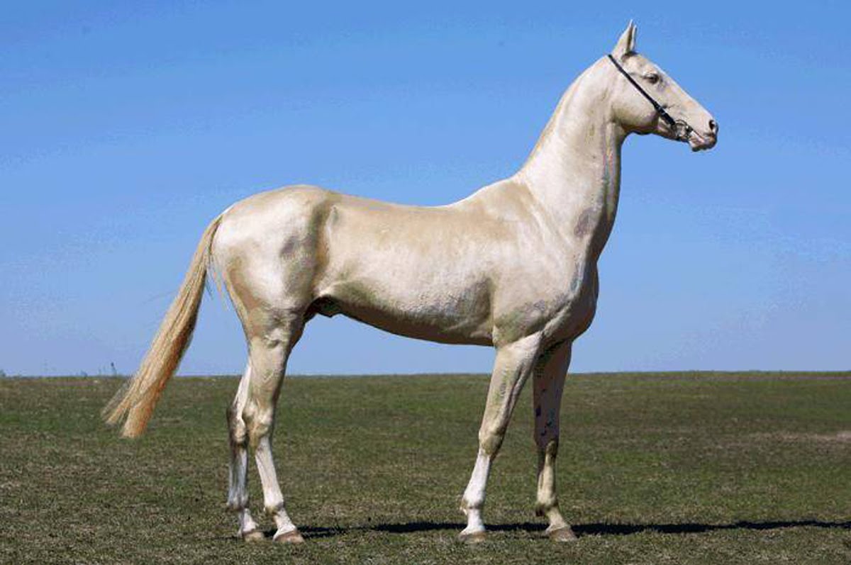 Ахалтекинская лошадь ? фото, описание, ареал, питание, враги ✔