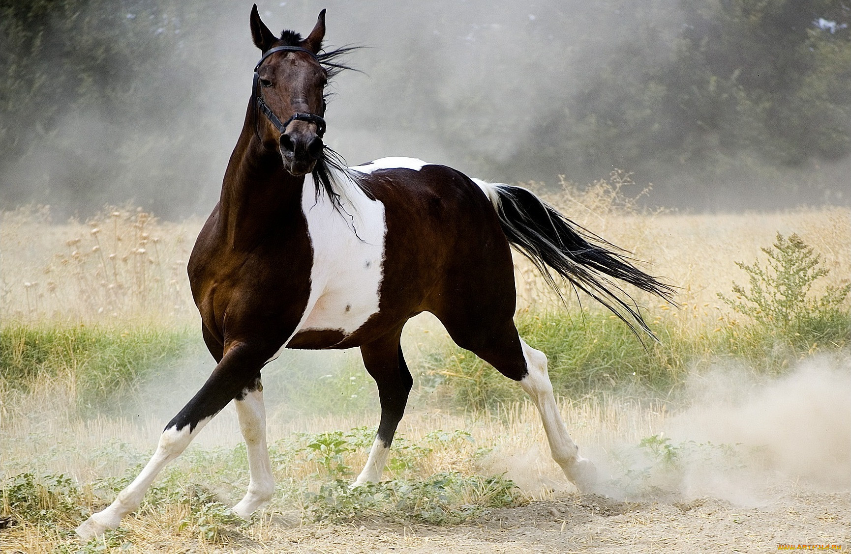 Проект "лошади - самые лучшие животные на земле"