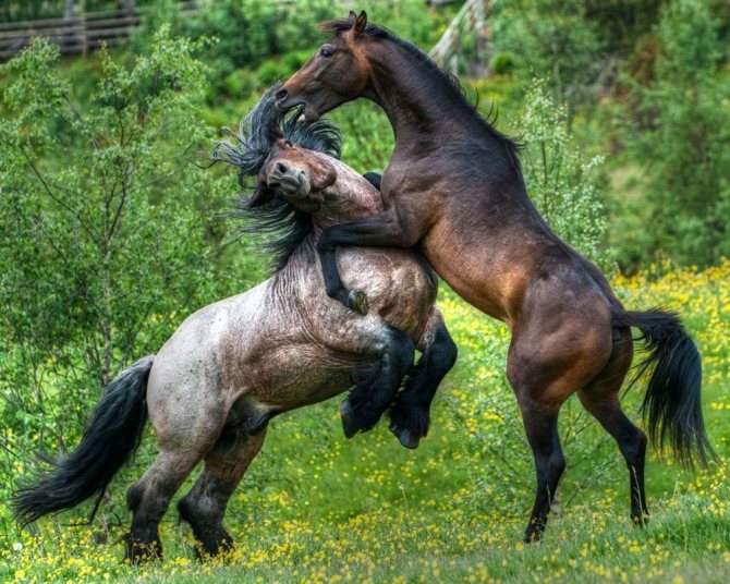 ᐉ как происходит спаривание лошадей: методы случки - zooon.ru