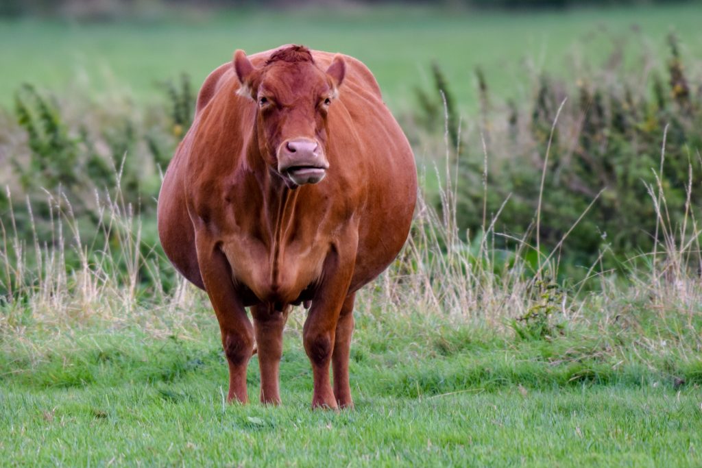 Сколько длится беременность у коровы — описание сроков, периодов вынашивания теленка