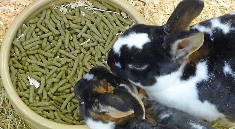 Какое сено лучше для кроликов: сколько сена съедает кролик в день