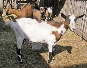О лучших породах молочных коз: дойные, без запаха, молочного направления