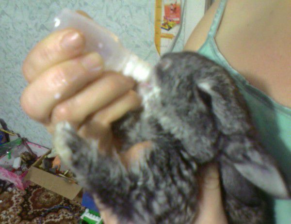 Искусственное кормление новорождённых крольчат.