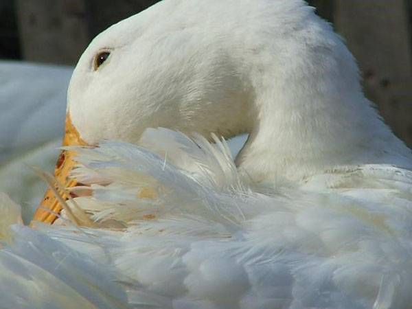 Почему утки выщипывают перья до крови друг у друга