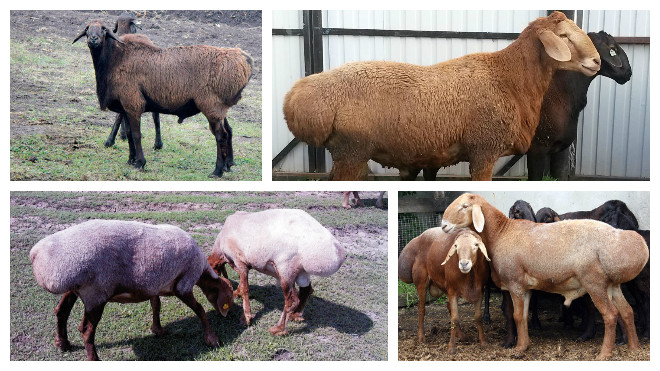 Курдючные овцы - разведение и советы по содержанию