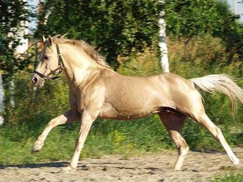 Американская рысистая, стандартбредная порода лошадей: фото и видео, разведение в россии