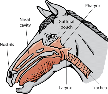 Лошадь строение тела