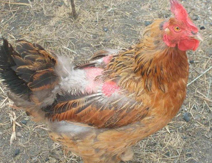 Куриные вши – как избавиться, чем обрабатывать курятник, народные средства