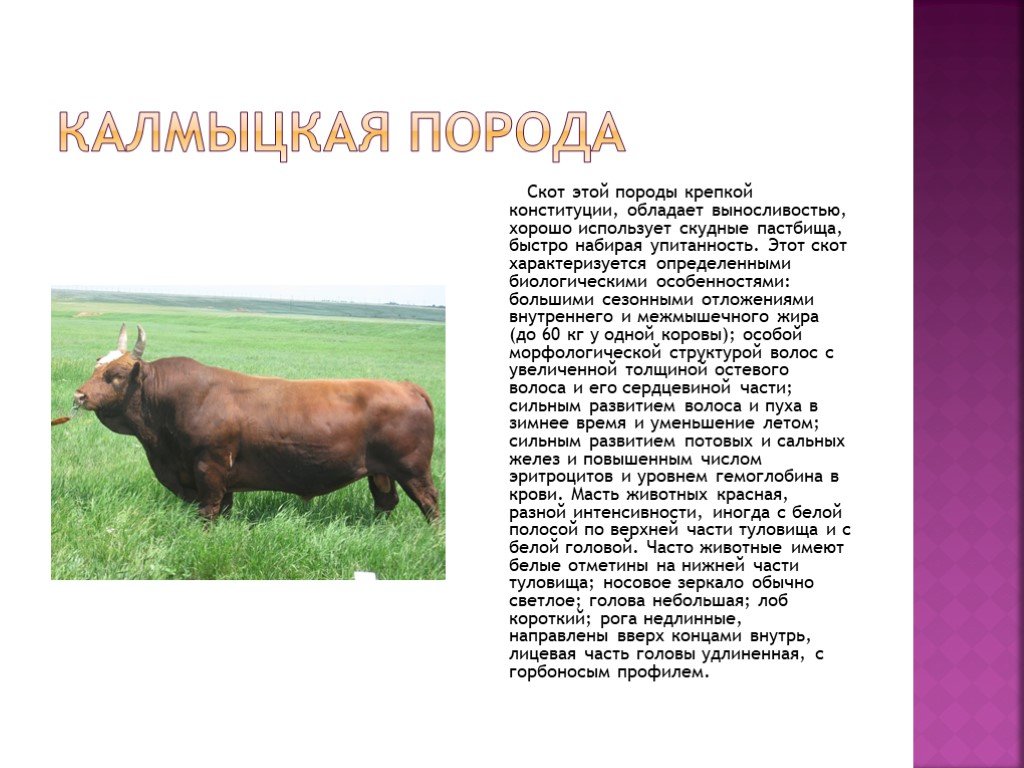 Казахская белоголовая порода коров: описание и правила содержания
