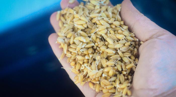 ✅ можно ли кролику давать пшеницу: каким ещё зерном лучше кормить, какие пропорции - tehnomir32.ru
