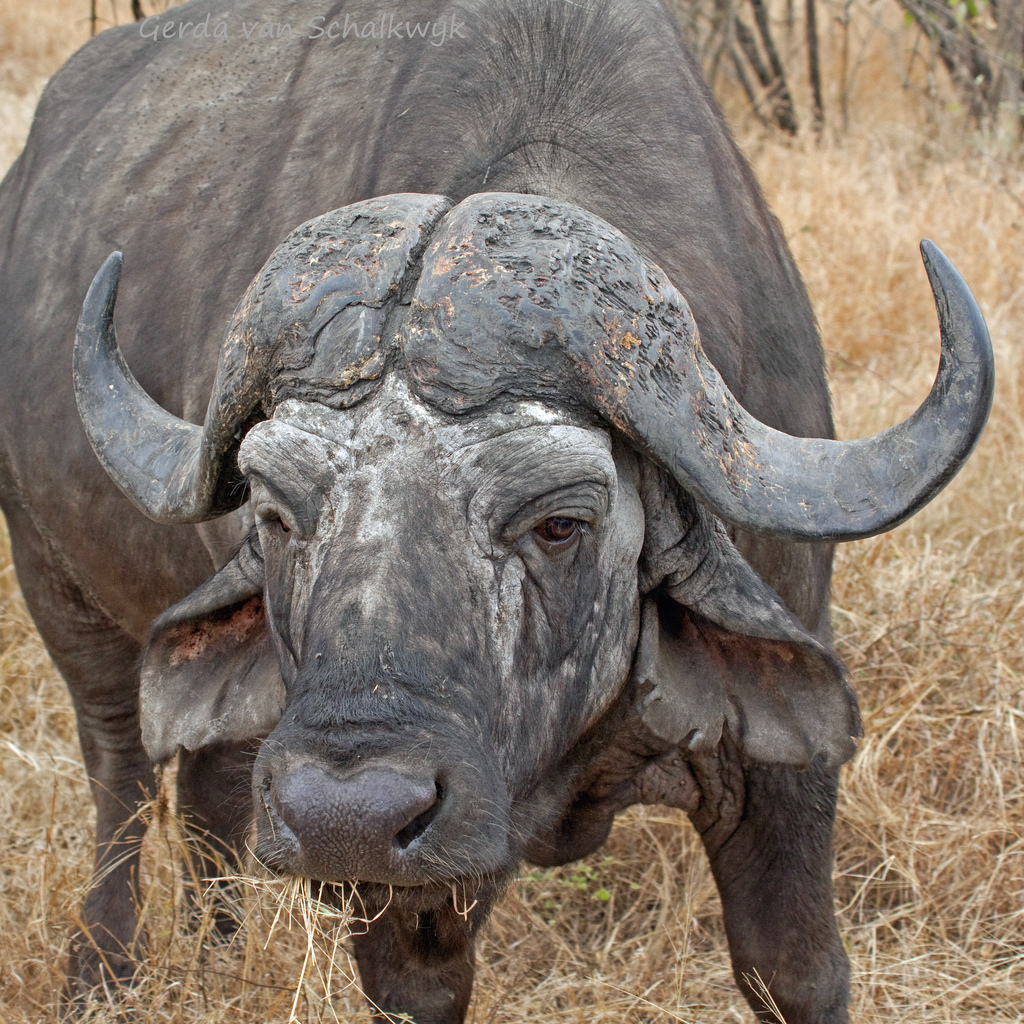 Африканский буйвол: вес, особенности, где живут и обитают