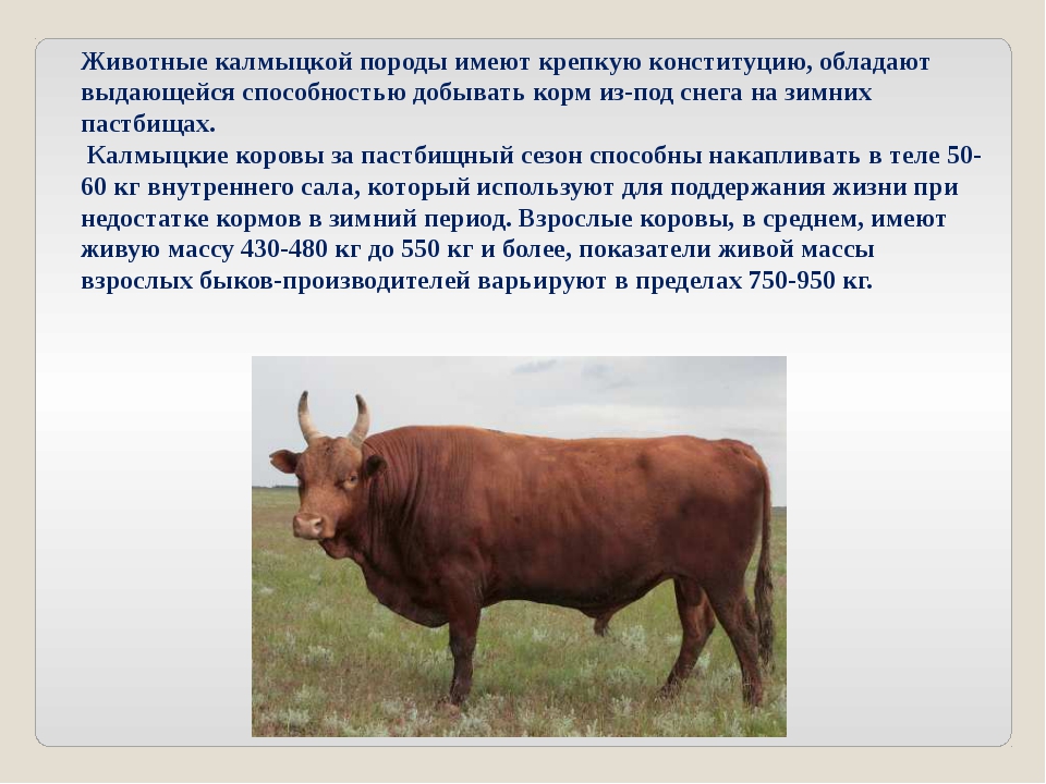 Красно-пестрая порода коров: характеристика, кормление и уход
