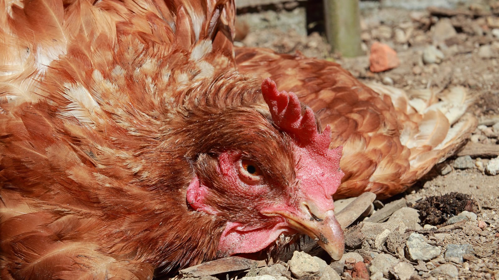 Болезни цыплят бройлеров: симптомы и лечение